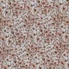 Jersey Cotton Fabric Digital Print - Filler Flower Light Brown