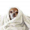 Tessuto Pile Wellness Ecru - (Tessuti Pile)