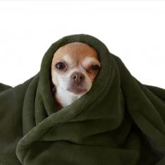 Tissu Polaire Wellness Armée Verte