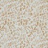 Jersey Cotton Fabric Digital Print - Big Leopard Print