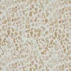 Jersey Di Cotone Stampa Digitale - Grande Leopardo