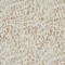 Popeline Di Cotone Stampa Digitale - Grande Leopardo - (Tessuto Di Cotone Stampato)