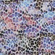 Jersey Cotton Fabric Digital Print - Panther Jersey Cotton Fabric Digital Print - Panther